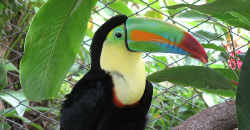 Toucan, www.terre-maya.com