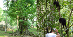 Yaxchilan, Chiapas, www.terre-maya.com